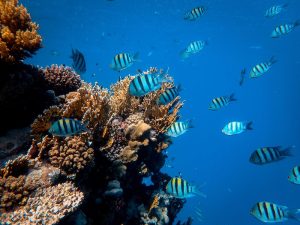 Aquatic Fish