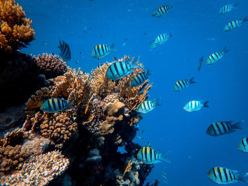 Aquatic Pets