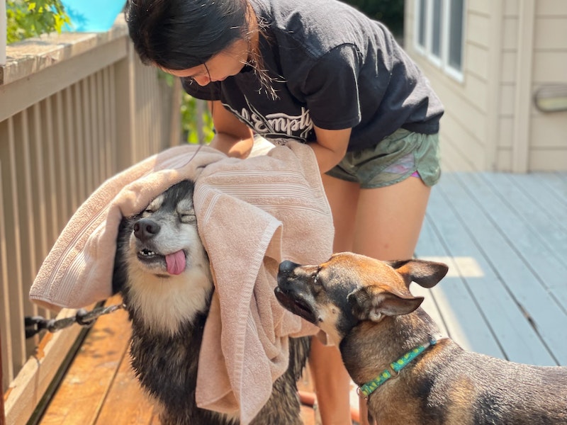 Dog Pet